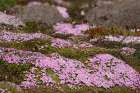 Norway, Svalbard. Moss campion pink wildflower close-up. Art Print